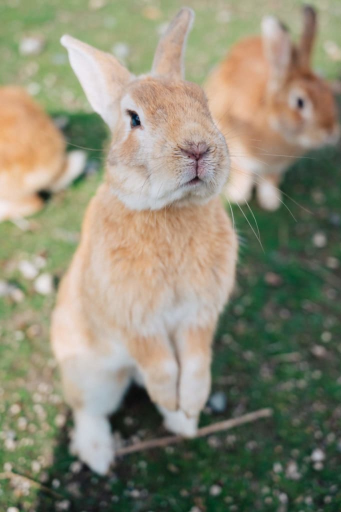 La Isla De Los Conejos Un Adorable Viaje Desde Hiroshima