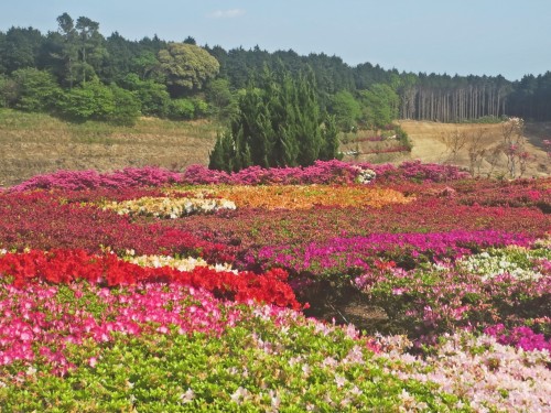 Parque Azaleas.