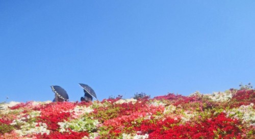 Campos de flores