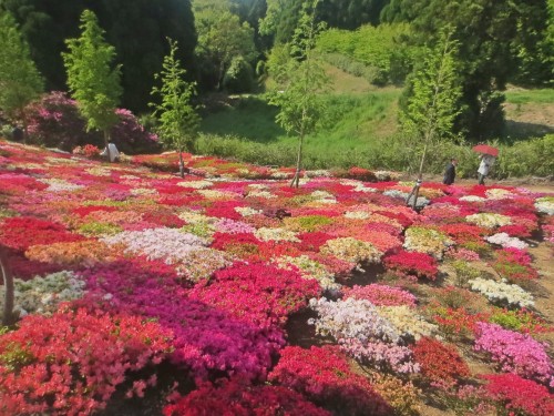 La riqueza visual del parque de las azaleas Matsumoto es ideal para hacer fotografías.