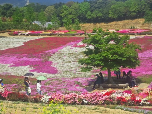 Prepárese con su mejor sombrilla cuando recorra este bello parque de azaleas.