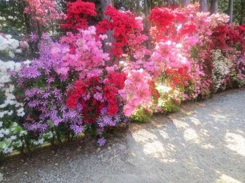 flores plantas