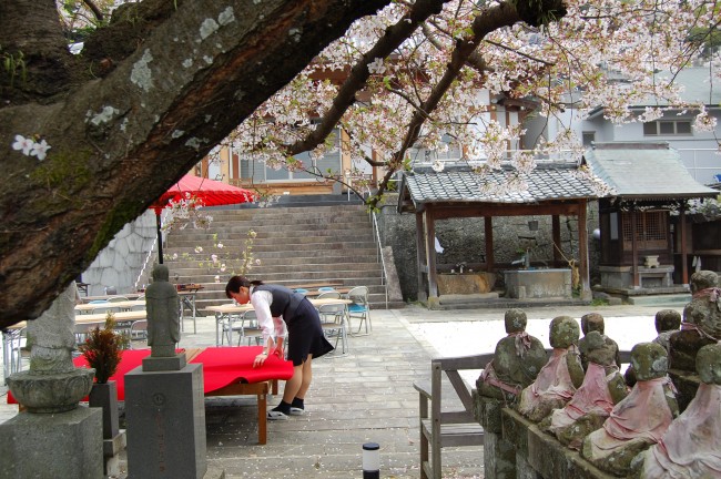 Cerezos en flor en el patio del templo Enmeiji de Nagasaki