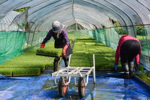 Transportando arroz de un invernadero en Takane.