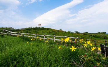 Flores silvestres en Koshimizu Gensei Kaen en el este de Hokkaido