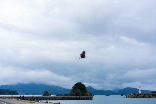 Un halcón japonés sobrevuela el área de pesca en Takahama