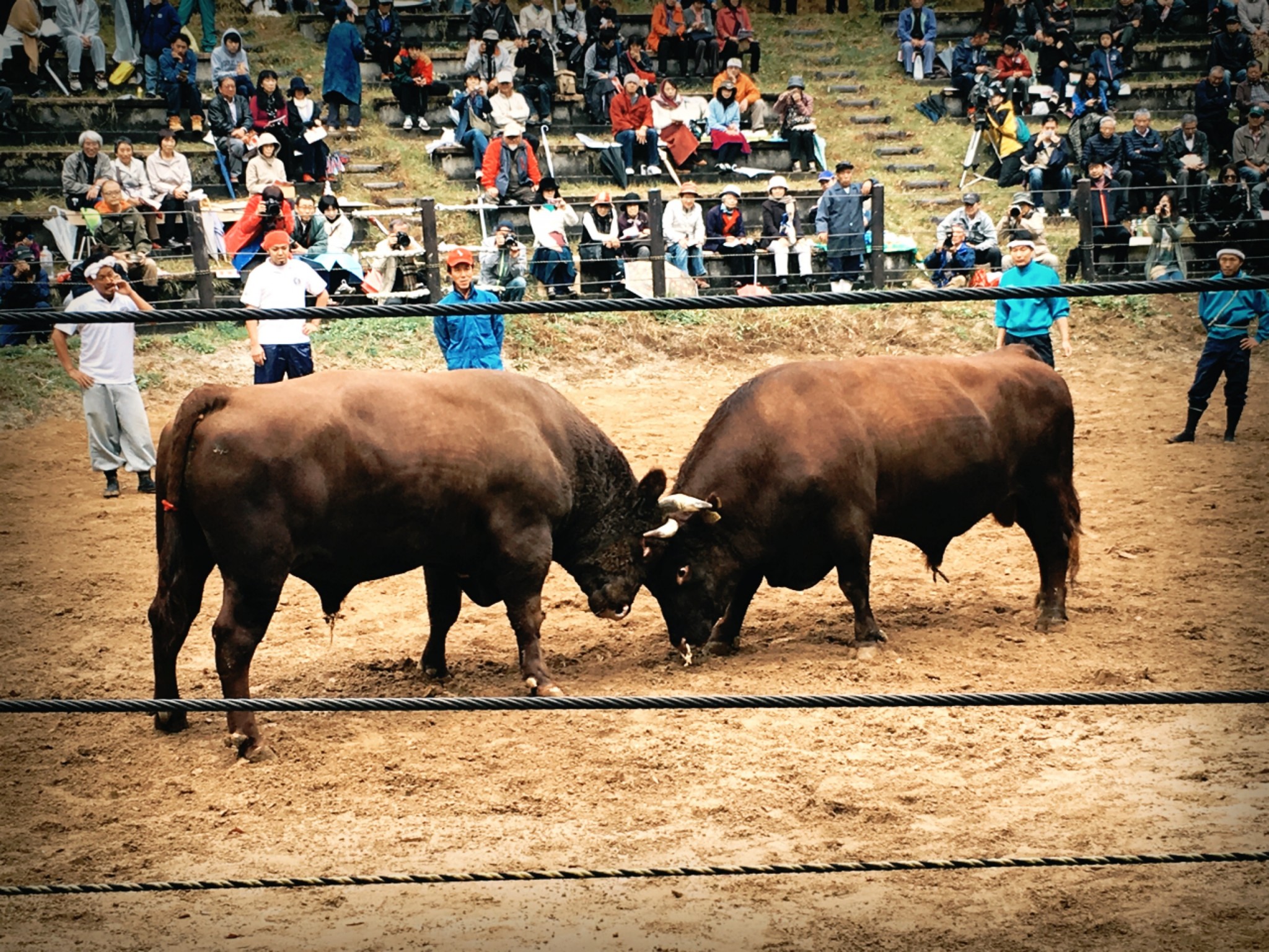 Combat de taureaux à Yamakoshi, Niigata - VOYAPON Combat de taureaux à Yamakoshi, Niigata - VOYAPON