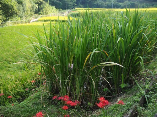 La ferme à Kofuji, sur l'ile de Kysuhu dans la préfecture d'Oita au Japon avec les plantations de Makomo