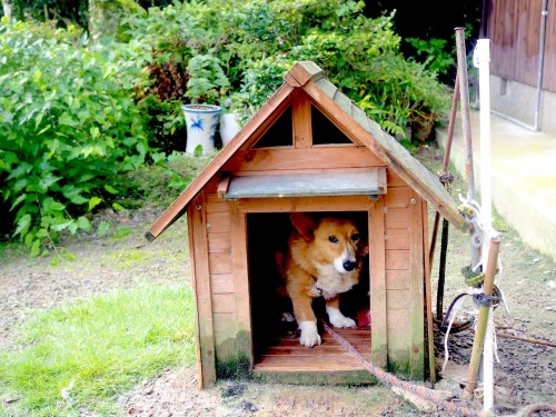 La ferme à Kofuji, sur l'ile de Kysuhu dans la préfecture d'Oita au Japon avec le chien Sumi