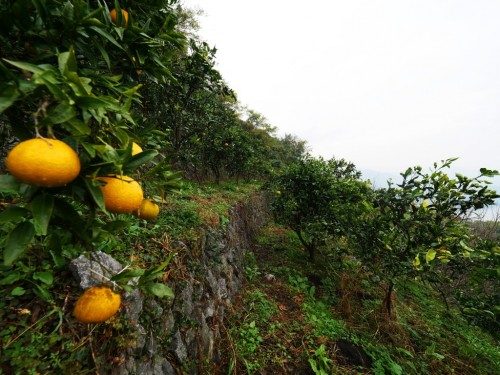 Cultures des mikan en terrasse