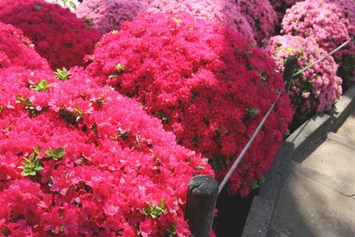 Tsutsuji Matsuri, Azalées, Sanctuaire Nezu-jinja,Tokyo, floraisons