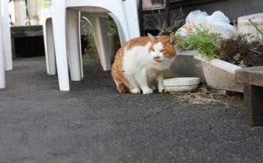 Un habitué du Pier Bandai à Niigata, au Japon