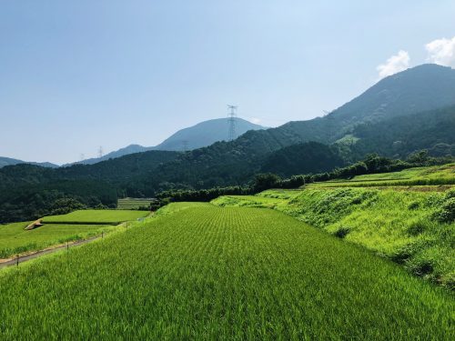 Rizières en terrasse à Toon, préfecture d'Ehime, Japon