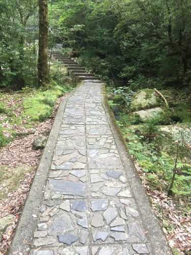 Chemin bien balisé traversant la forêt à Shiratani-Unsuikyo sur l'île de Yakushima, Japon