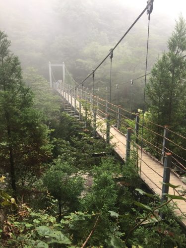 Pont suspendu Satsuki dominant les cimes de la forêt sur l'île de Yakushima, Japon