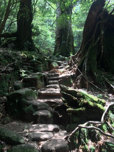 Chemin pavé de grosses pierres entre les cèdres de Shiratani Unsuikyo, île de Yakushima, Japon