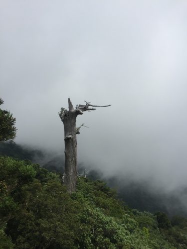 Vue depuis Taikoiwa, la forêt est recouverte de brume, sur l'île de Yakushima, Japon