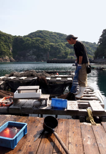 M. Abe, patron du restaurant Fukashima Shokudô, au dessus de son enclos à poisson