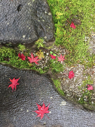 Feuilles d'érable rouges sur le sol du jardin japonais du Kyushintei, Saiki