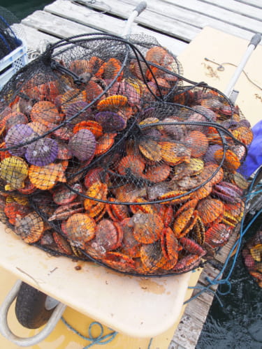 Filets remplis de coquillages hiyougi à Yakatajima