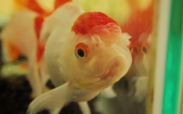 Gros plan sur un poisson rouge rouge et blanc
