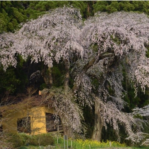 cherry blossoms in Nagano