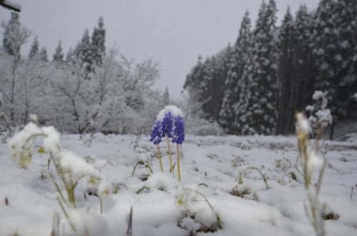 beautiful winter in Nagano