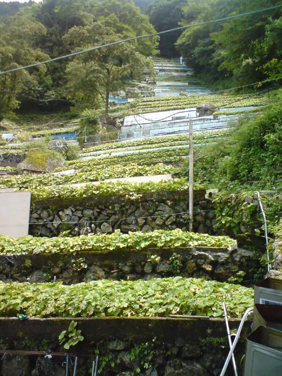 wasabi,mountain,field,green,root,plant,mountain,Shizuoka,Japanese,horseradish,mustard