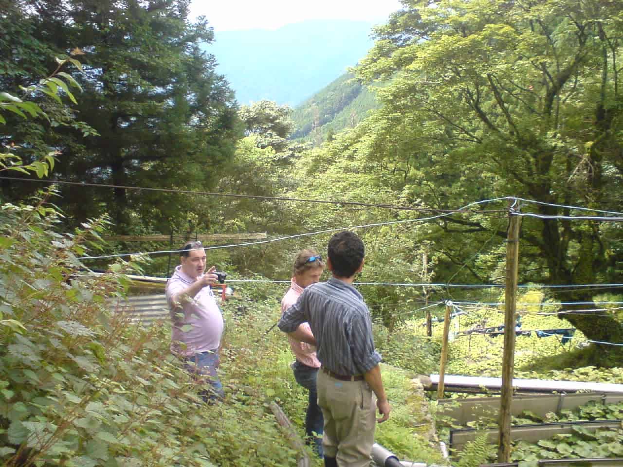 wasabi,mountain,field,green,root,plant,mountain,Shizuoka,Japanese,horseradish,mustard