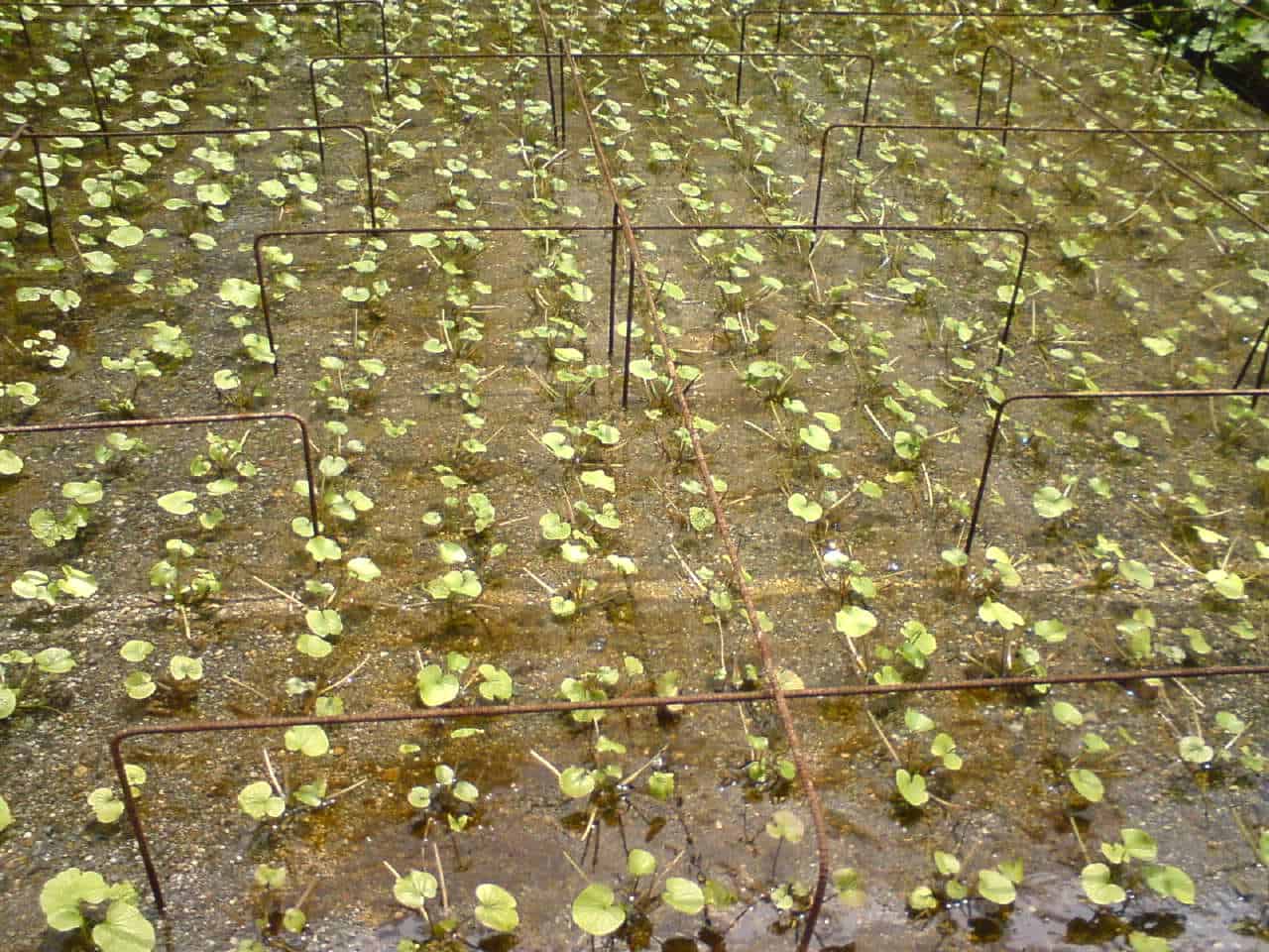 wasabi,mountain,field,green,root,plant,mountain,Shizuoka,Japanese,horseradish,mustard