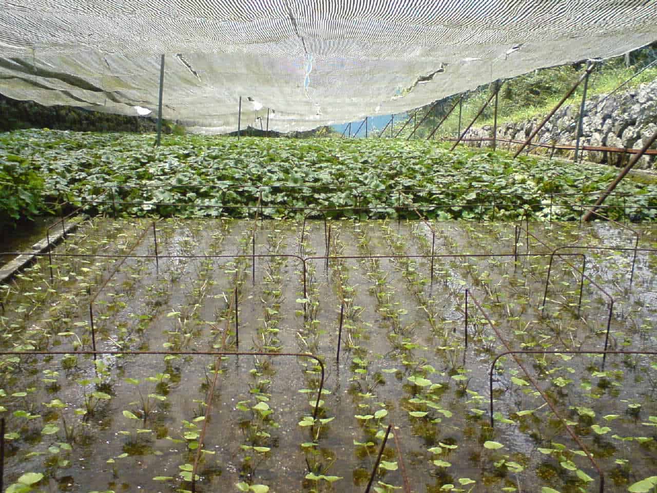 wasabi,mountain,field,green,root,plant,mountain,Shizuoka,Japanese,horseradish,mustard