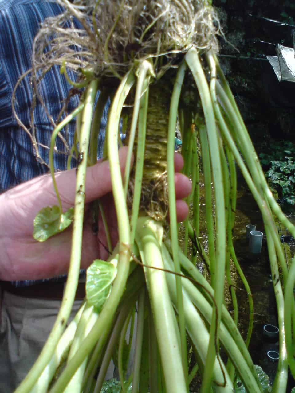 wasabi,mountain,field,green,root,plant,mountain,Shizuoka,Japanese,horseradish,mustard