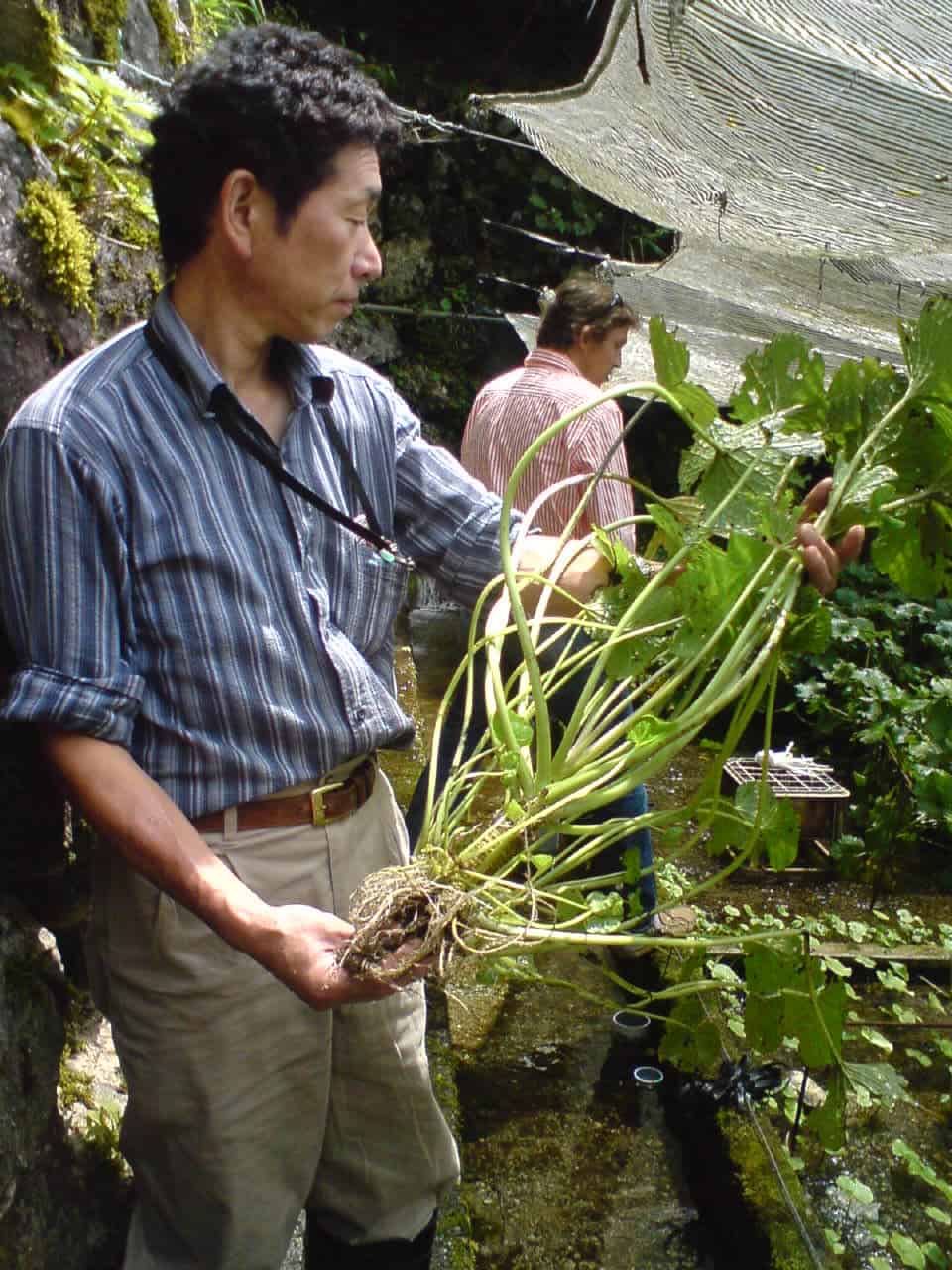 wasabi,mountain,field,green,root,plant,mountain,Shizuoka,Japanese,horseradish,mustard