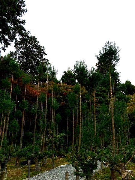 tall trees of the Ryoanji Temple garden in Kyoto