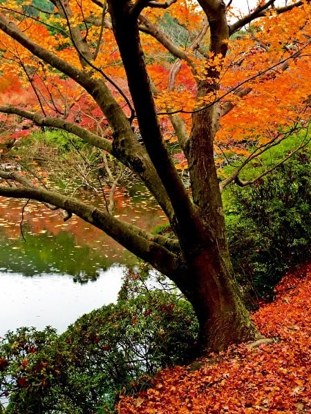 Ryoanji Temple in Kyoto is famous for beautiful autumn color flora