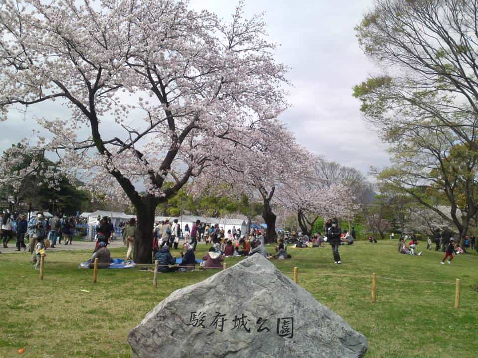 cherry,blossom,flowers,bloom,shizuoka,japan,sunpu,castle,sumpu