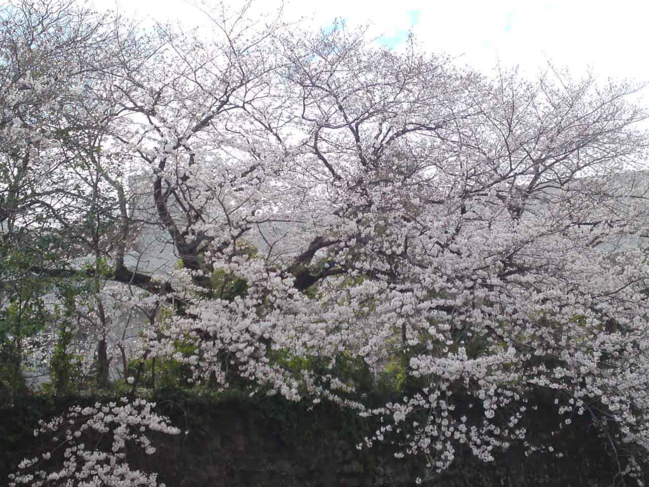 cherry,blossom,flowers,bloom,shizuoka,japan,sunpu,castle,sumpu