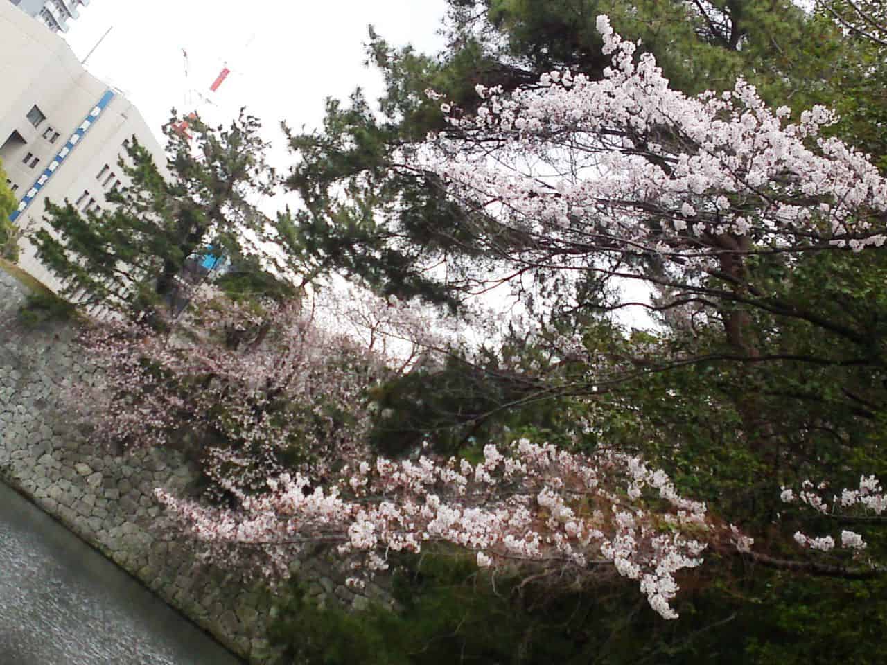 cherry,blossom,flowers,bloom,shizuoka,japan,sunpu,castle
