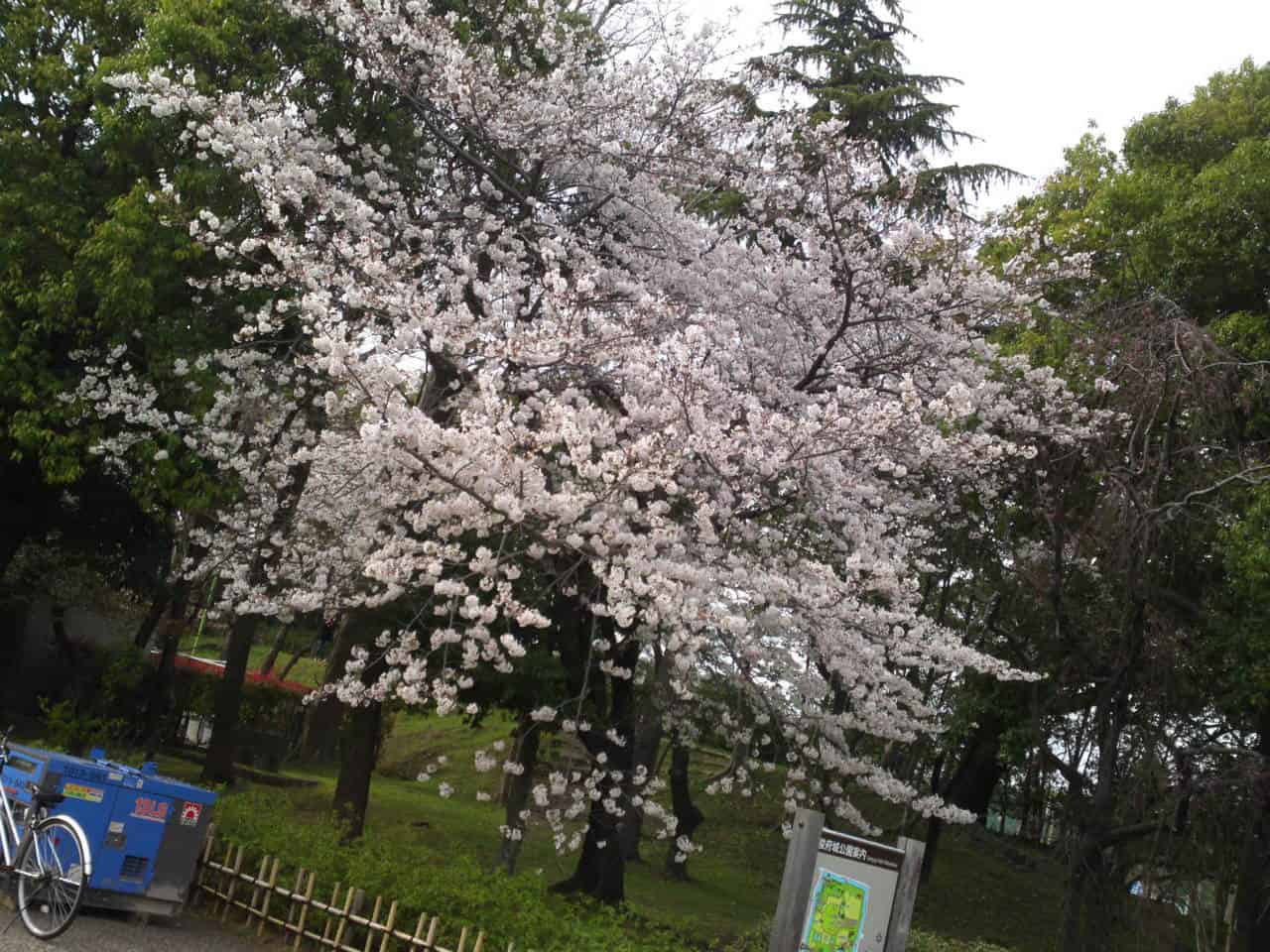 cherry,blossom,flowers,bloom,shizuoka,japan