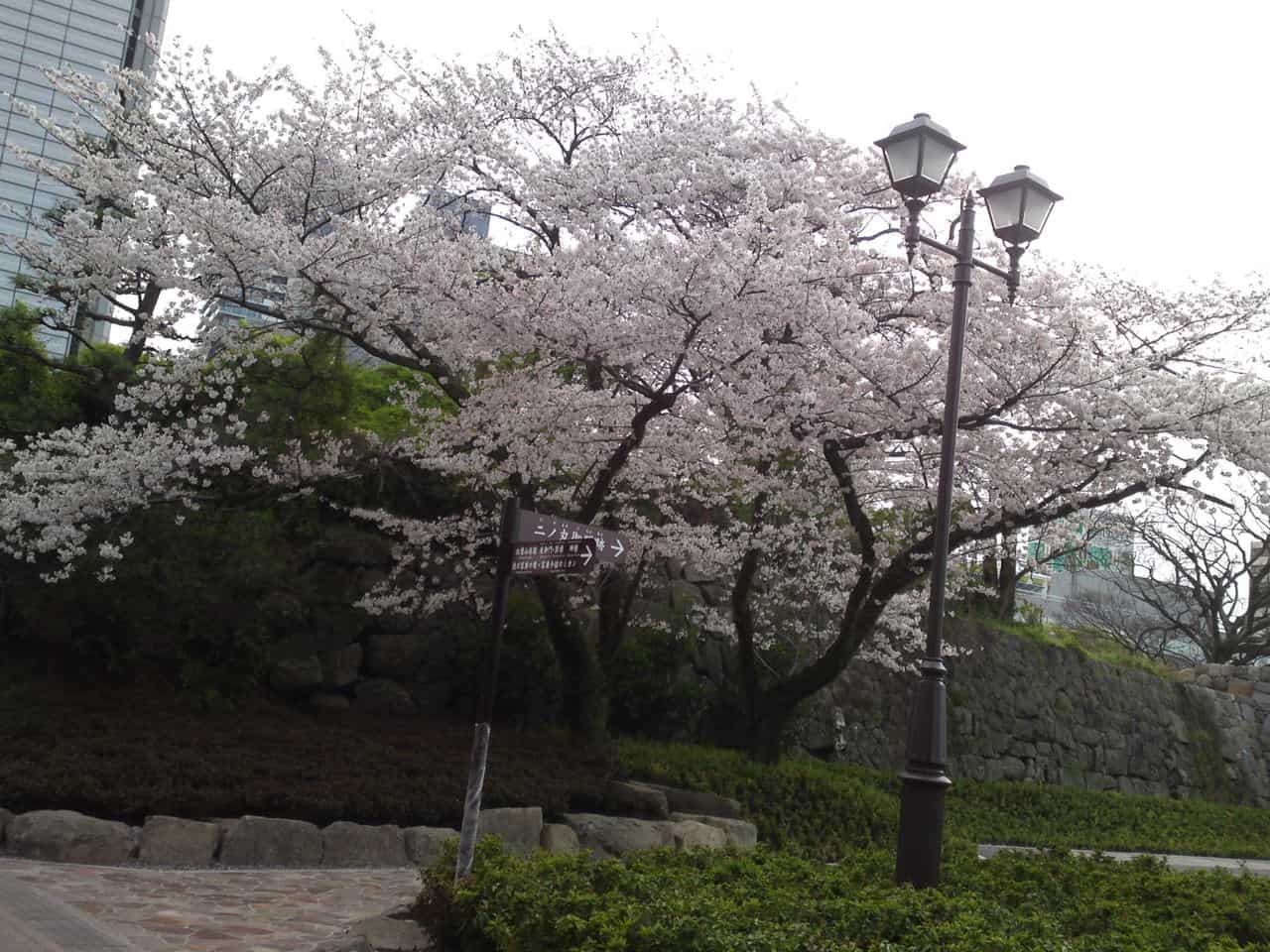 cherry,blossom,flowers,bloom,shizuoka,japan