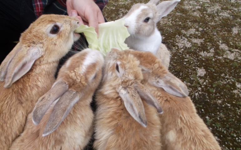 Rabbit Island Take A Trip To Okunoshima Rabbit Island Take A Trip To Okunoshima