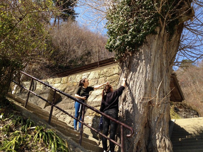 Tree near Yamadaera Temple mountain.