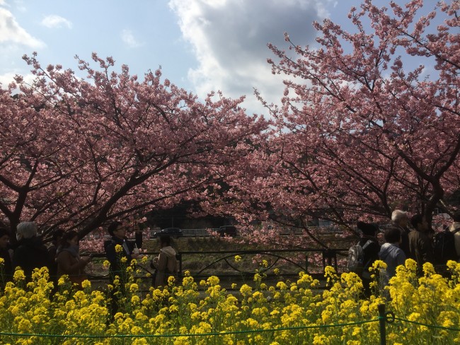 Cherryblossom along the river during Kawazu-Sakura Festival