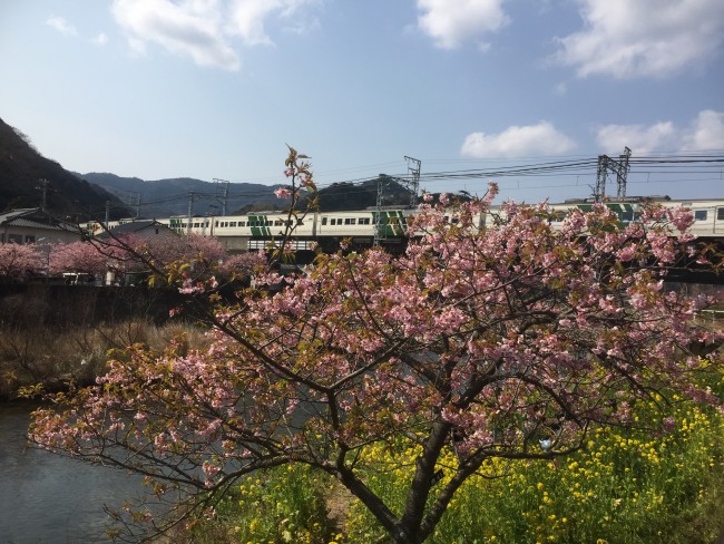 Cherryblossom blooms during Kawazu-Sakura Festival