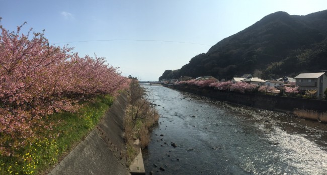 Cherryblossom along the river during Kawazu-Sakura Festival