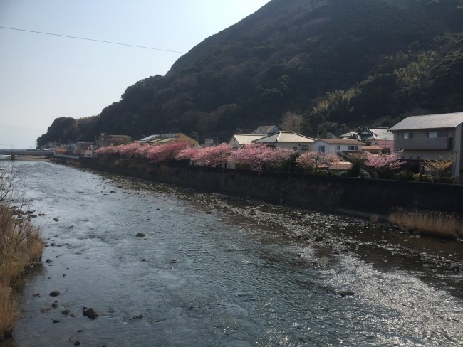 Cherryblossom during Kawazu-Sakura Festival