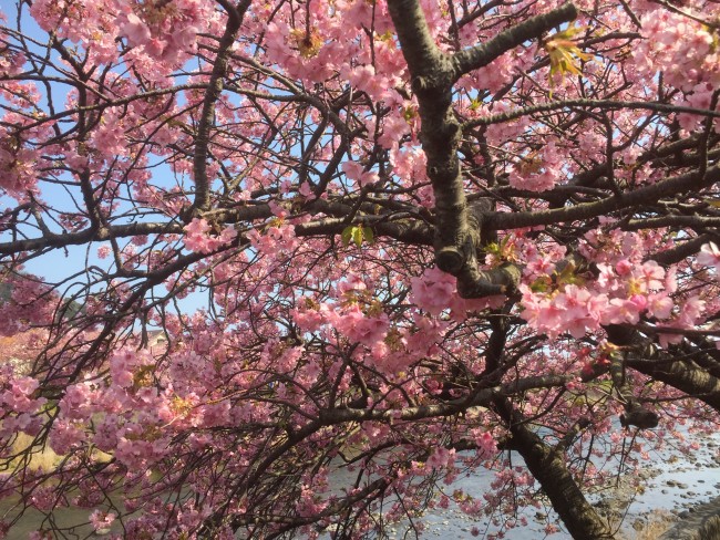 Cherryblossom bloom during Kawazu-Sakura Festival