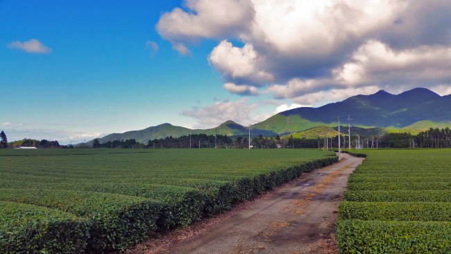 Green tea fields alongside a road not far from the restaurant.