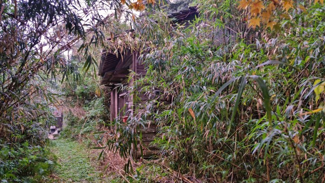 Tano Kansa - abondoned house with a lot of of nature around it.