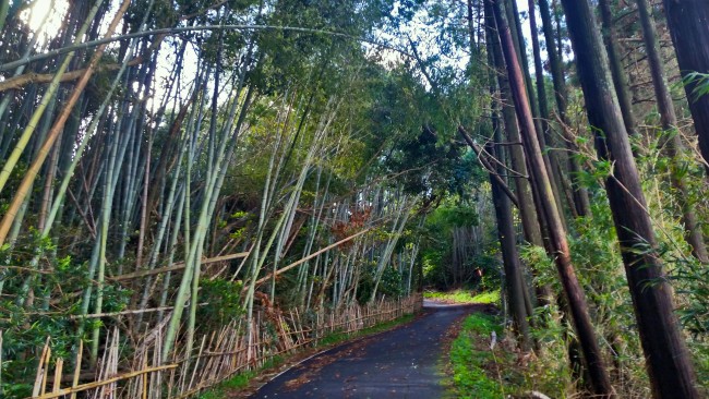Tano Kansa - alleyway with bamboo growing on both sides.